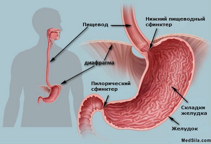 анатомия пищевода и желудка